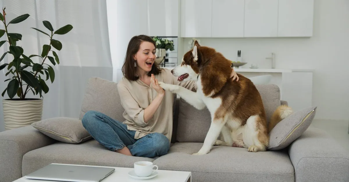 A joyful scene of a young woman playing with her Siberian Husky on a modern sofa indoors.